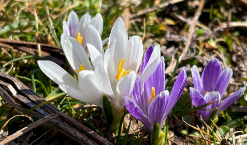 Artikelbild zu Artikel Öffnungszeiten an Ostern